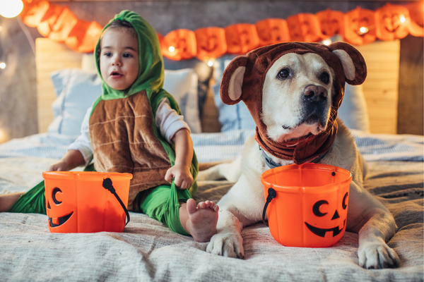 A cute toddler is dressed in a turtle costume for Hallowee and he is sitting beside his dog who is also in a Halloween costume. 